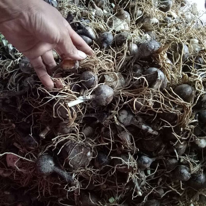 2022新款彼岸花种球一斤约25个曼珠沙华种子石蒜花卉盆栽庭院绿植观花