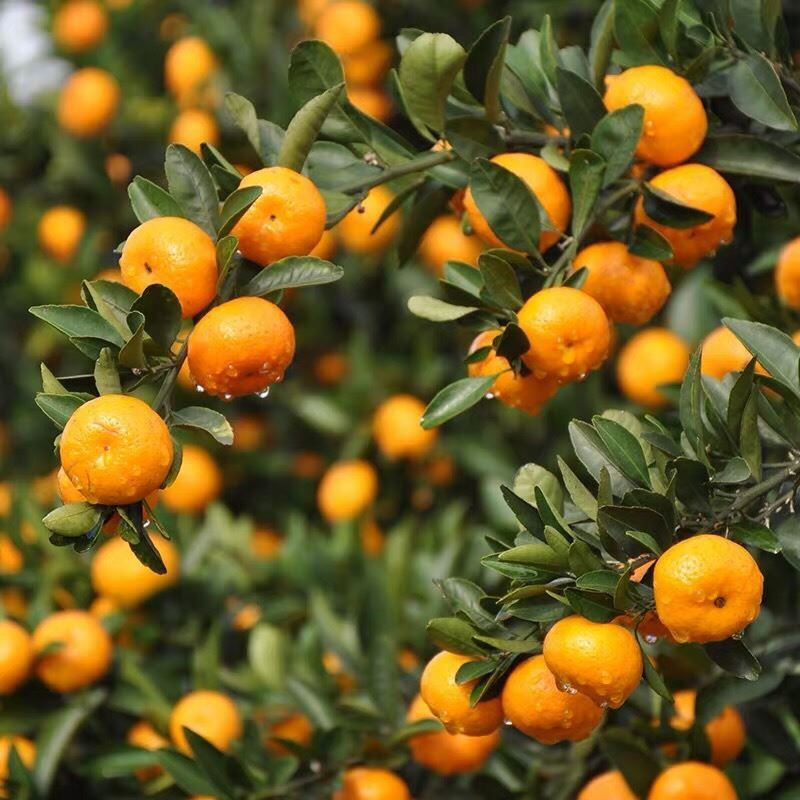 现摘新鲜应季黄皮爆汁蜜桔薄皮整箱批发 精选装(店家力荐) 小果(净重2