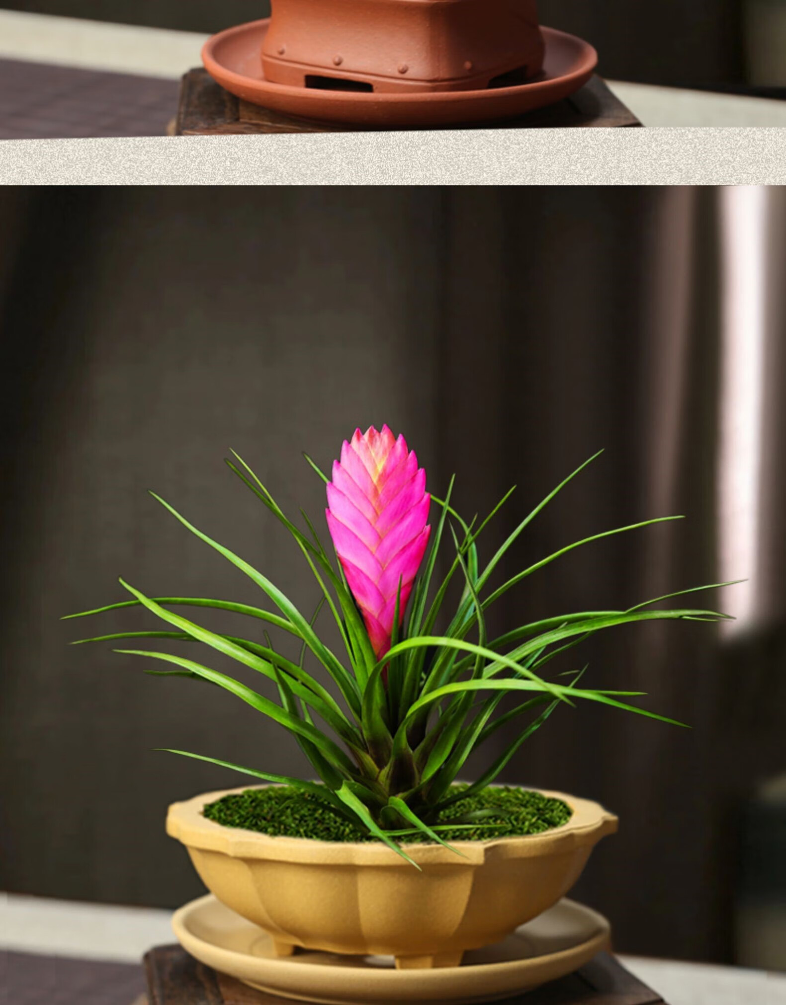 铁兰花盆栽凤梨花植物室内开花小盆栽办公室四季好养