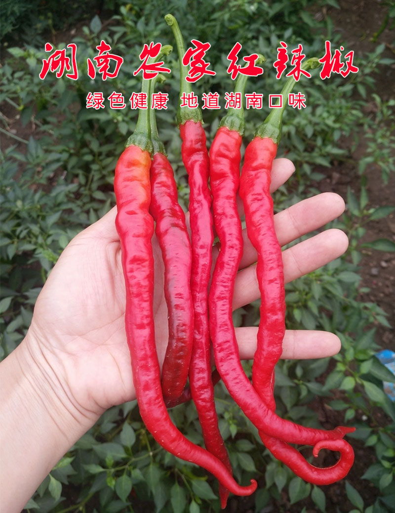 湖南本地农家自种新鲜红辣椒现摘现发二荆条线椒长 4斤【图片 价格