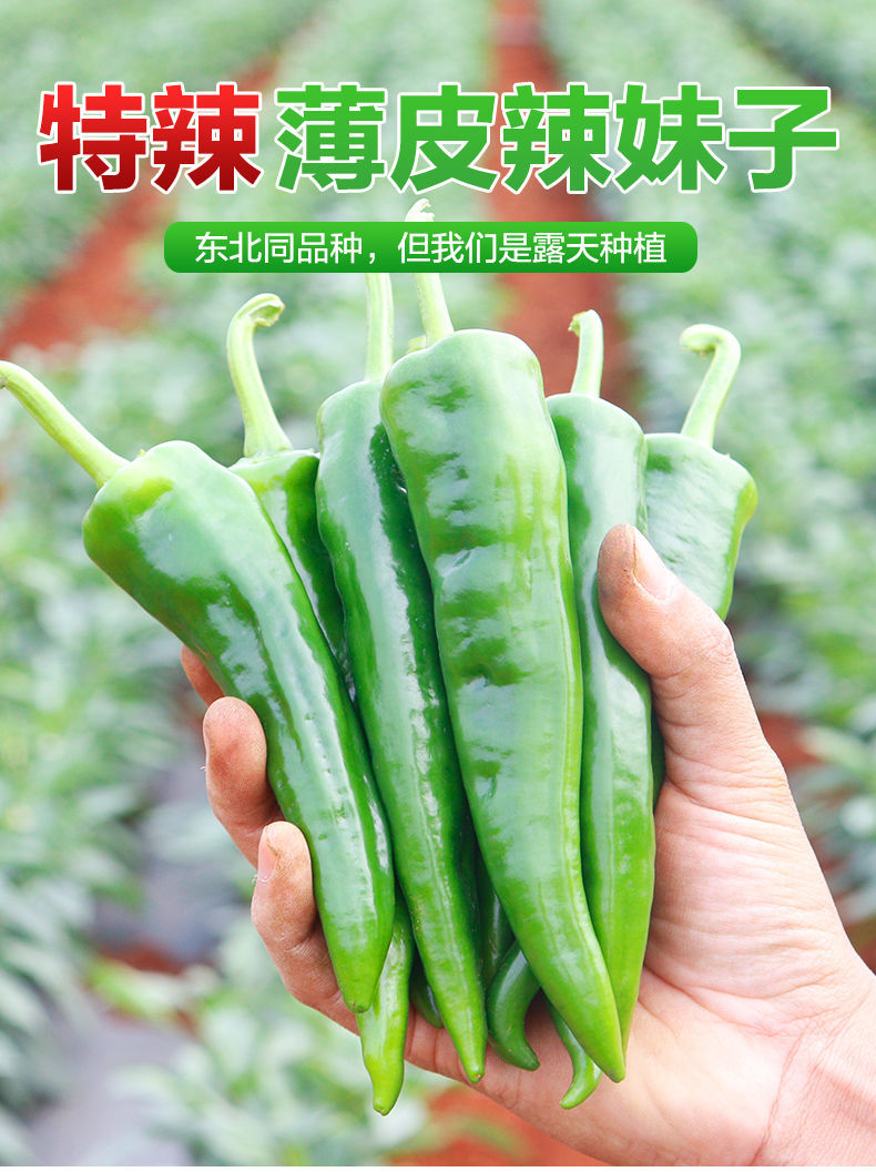 辣椒薄皮辣妹子现摘特辣土辣椒农家蔬菜5斤半斤 5斤红辣妹子【图片