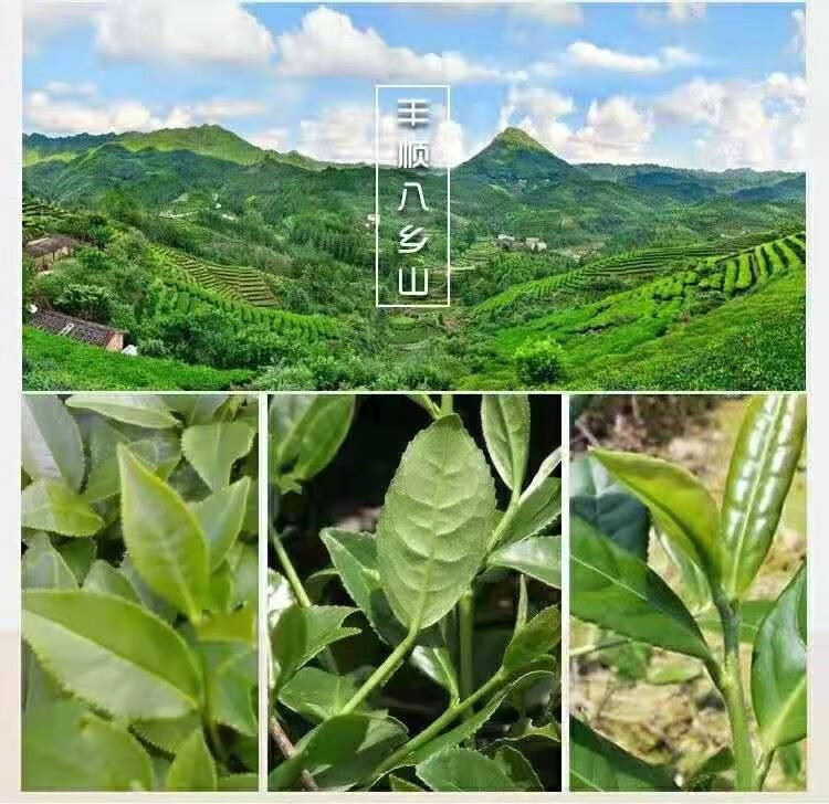 2022新茶特级梅州丰顺八乡山绿茶明前春茶客家炒茶高山茶袋装500g