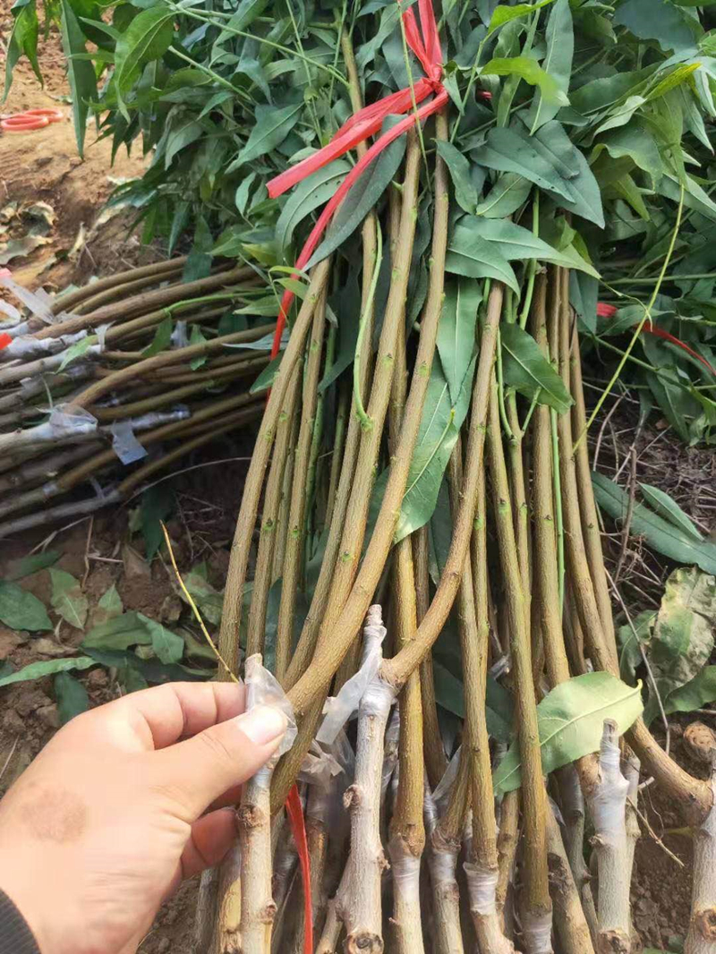 新品种桃树中华黑桃王桃树苗黑桃皇后树苗嫁接当年结果南北方种植 映