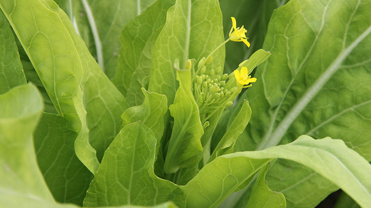 新鲜绿菜苔白菜苔洪山红菜苔 农家现摘时令蔬菜 有机菜苔 红菜苔4斤