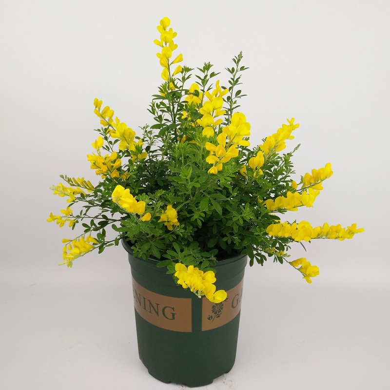 金雀花盆栽大苗黄金雀食用新鲜金雀梅花卉四季阳台庭院盆景金雀花超大