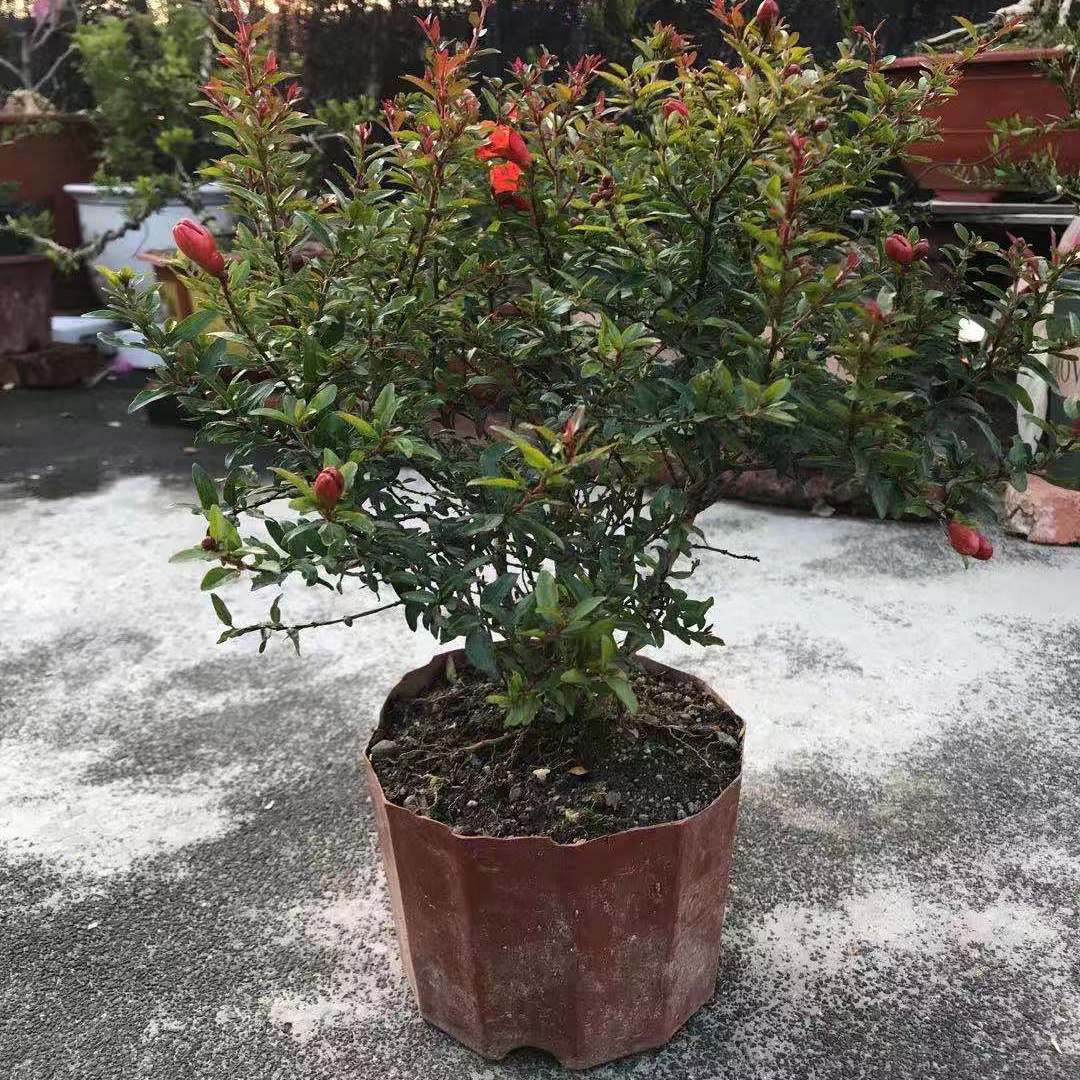 江影清潮汕喜庆红花石榴花仙草抹草小槐花阳台庭院盆栽带土发货 仙草