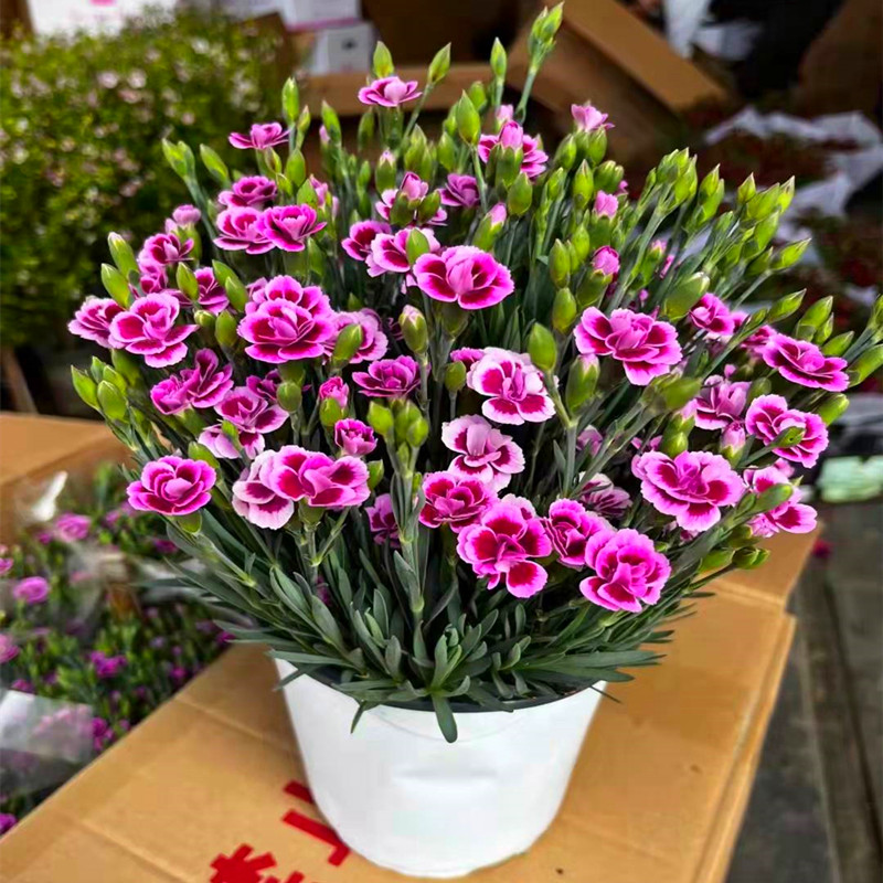 奥斯卡初吻一见钟情康乃馨石竹花盆栽苗带花苞阳台庭院四季开花石竹