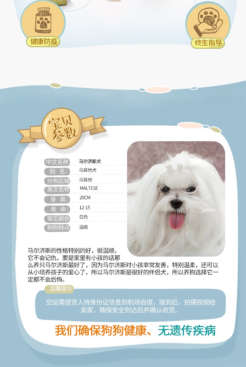 马尔济斯犬幼犬狗狗活体宠物狗小狗纯种血统白色幼崽小型犬北京犬舍欢迎来实体店挑选线上交易茶杯犬赛级母 图片价格品牌报价 京东