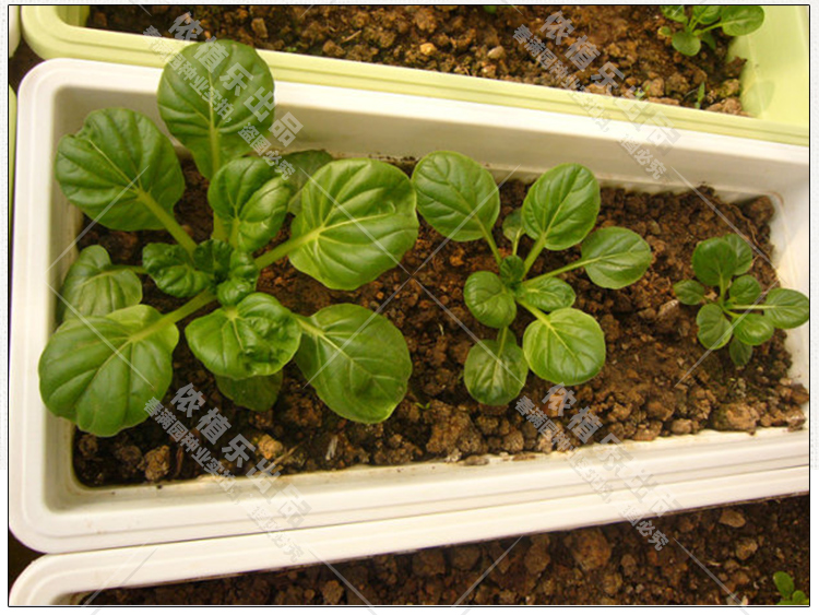 乌塌菜种子又称黑菜小八叶超耐寒春季秋季盆栽阳台菜园蔬菜籽黑晶晶