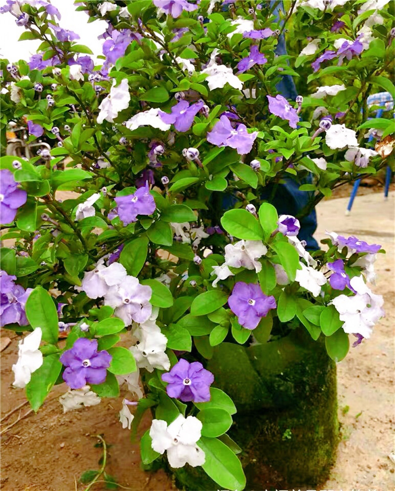 双色茉莉花盆栽香型四季变色鸳鸯番茉莉花苗绿植物花卉高60cm大冠幅带