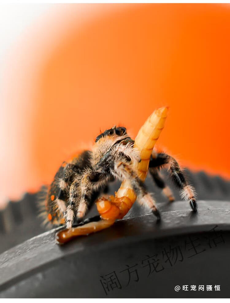 跳蛛宠物小蜘蛛灰佛小朋友礼物桌面迷你微景观好饲养耐活微距摄影 成