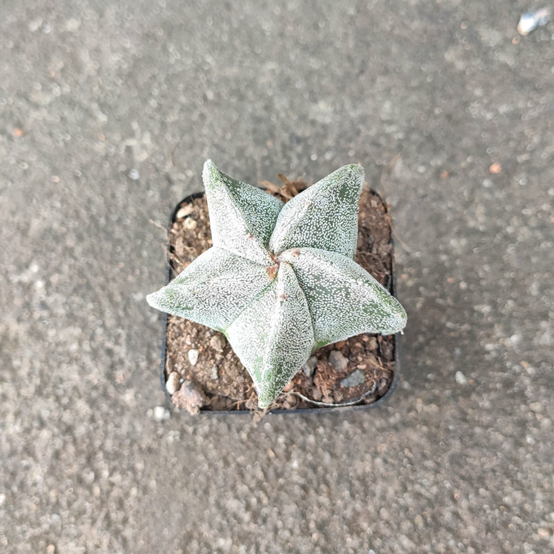 【现货现发】【带盆栽好】幸运星多肉植物仙人球好运办公室内桌面绿植