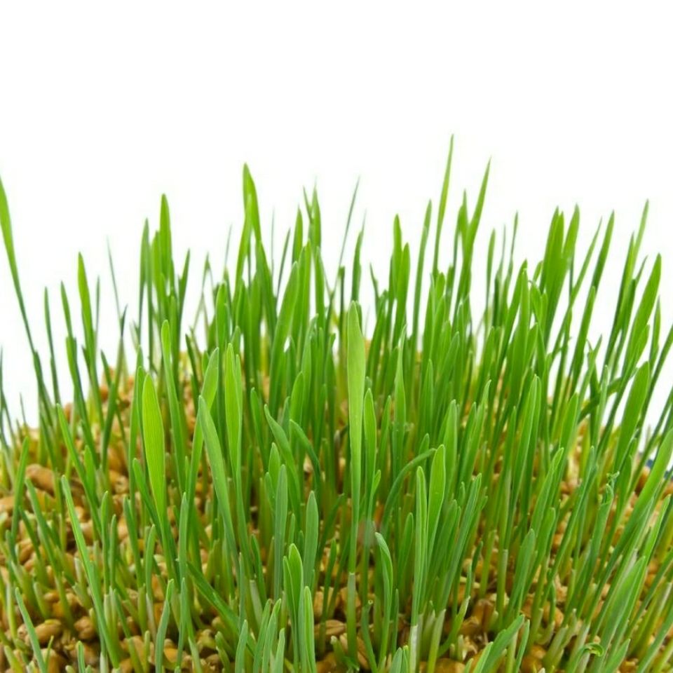 农家自种小麦麦子草做麦芽糖榨汁观景小麦苗猫草鸡鸭鹅用2斤小麦