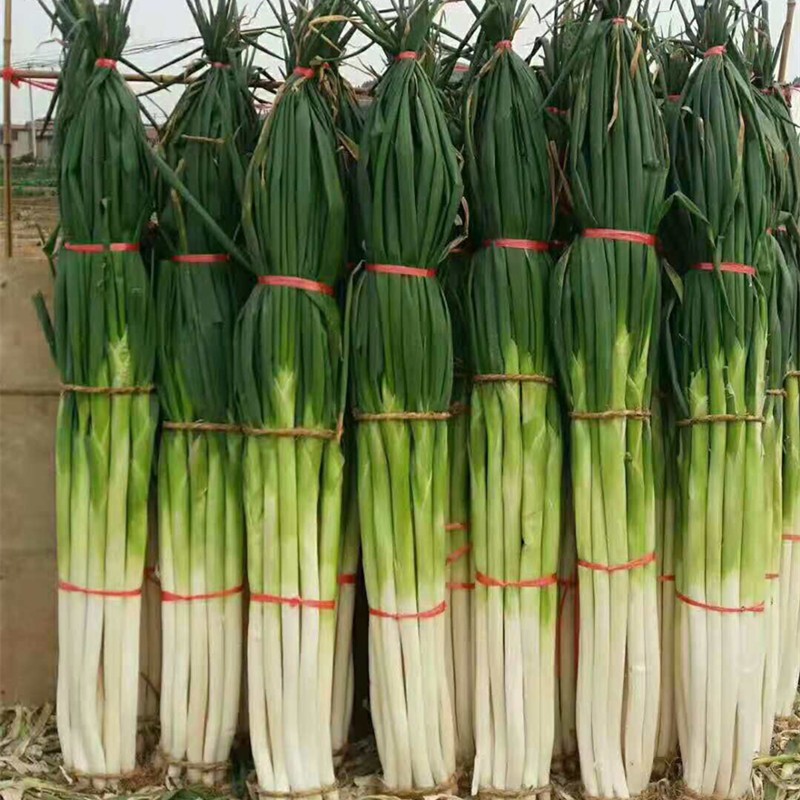 特级大葱礼盒装59斤装正宗山东章丘大葱产地直发脆甜比人高的大葱2400