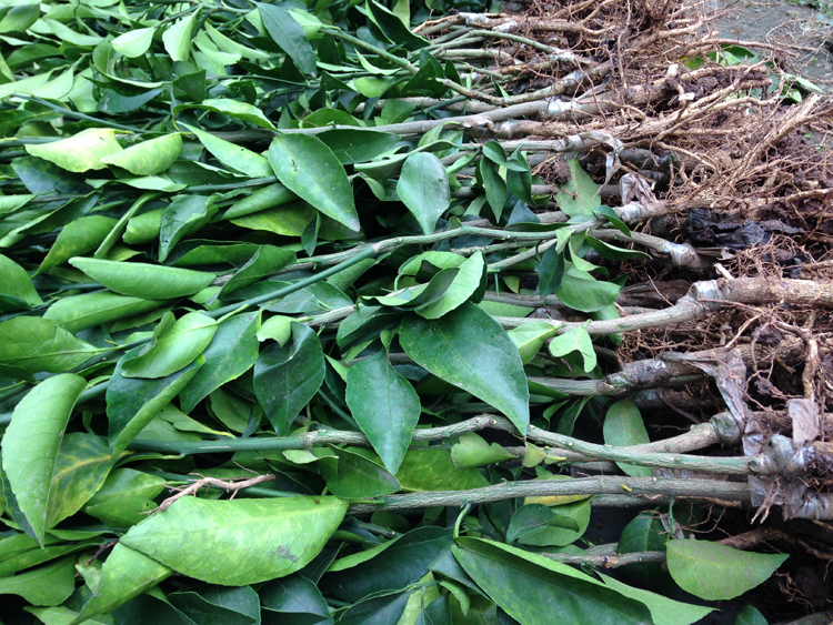 四川爱媛38号嫁接柑桔树苗早熟柑桔苗香橙嫁接柑橘苗基地直销10年苗