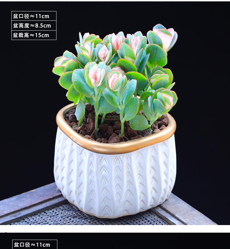 可狄【品质保证】贝壳锦多肉植物彩色白姬之舞多肉花卉盆栽成品栽好