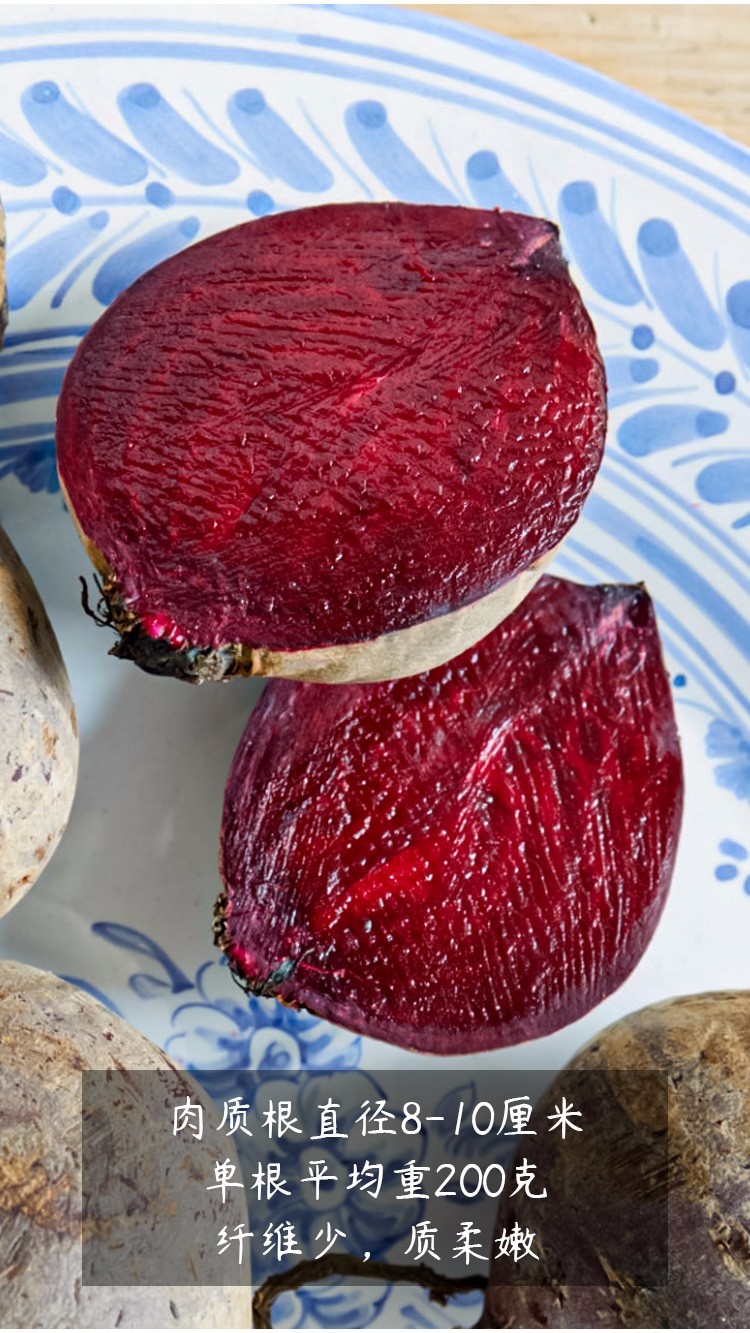 寿禾甜菜种子甜菜头甜菜根红梗甜菜籽种丸内交配红甜菜10g