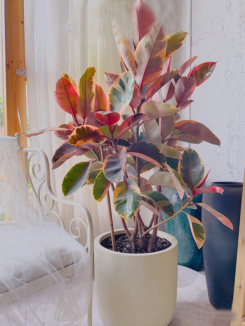 花叶橡皮树黑金刚室内办公室大型绿植观叶四季常青净化空气吸甲醛