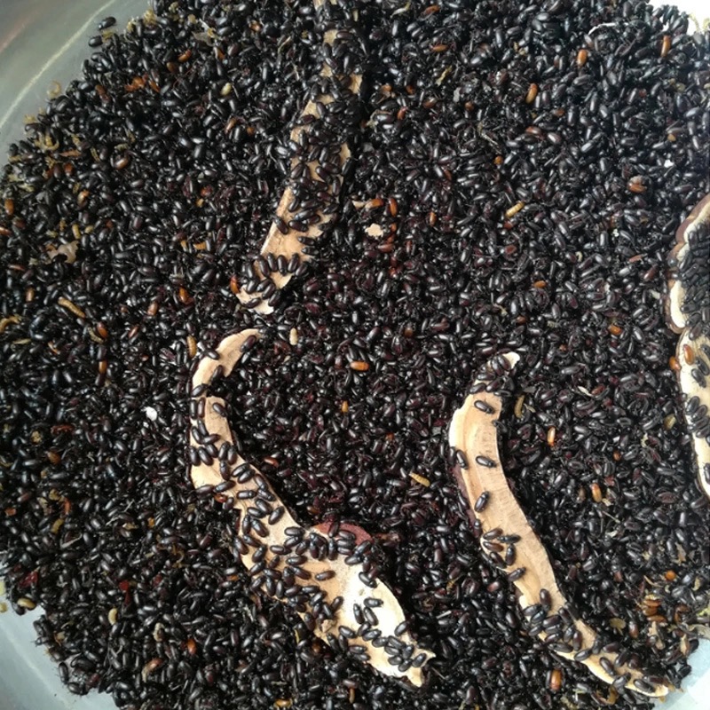 22正宗九龙虫活体幼虫虫药用z养生洋虫宠物虫长命虫活虫药材 成虫500