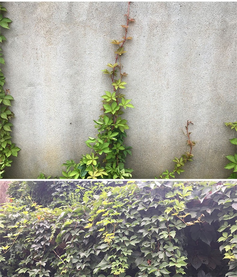 爬藤植物攀援爬墙植物盆栽藤蔓藤本植物庭院围墙观赏花卉爬山虎50颗