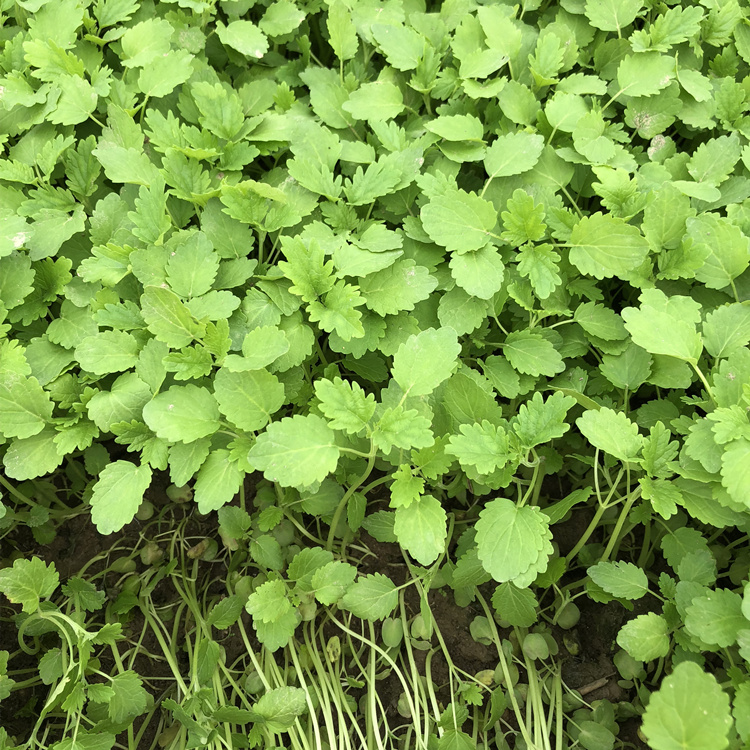 益母草种籽种子阳台盆栽种植野生食用苗四季春夏播蔬菜 益母草种子250