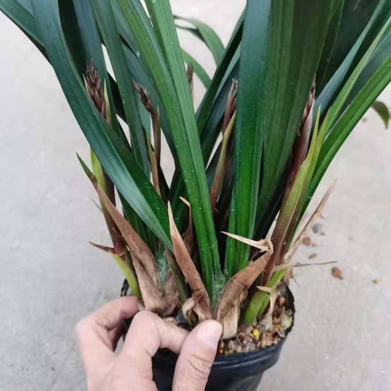 网红大花蕙兰花大苗带真花苞含盆带花剑盆栽四季好养客厅办公 黄色多