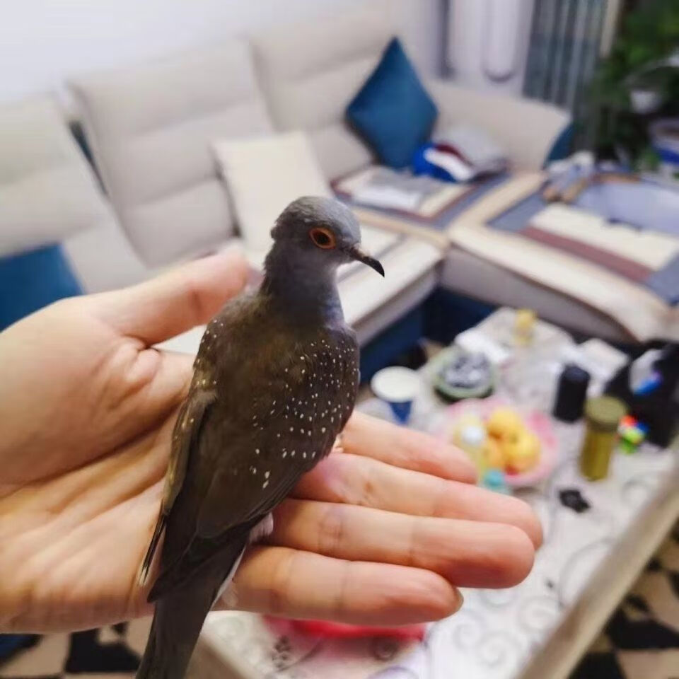 活体宠物鸽薄珍珠鸽袖珍鸽原色驼色蓝白鸽子观赏宠物活体鸟 驼色一年