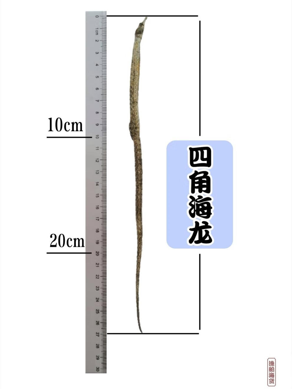 精选好货马海海龙干货特大广东六角海龙干货泡酒中药材煲汤材料滋补品