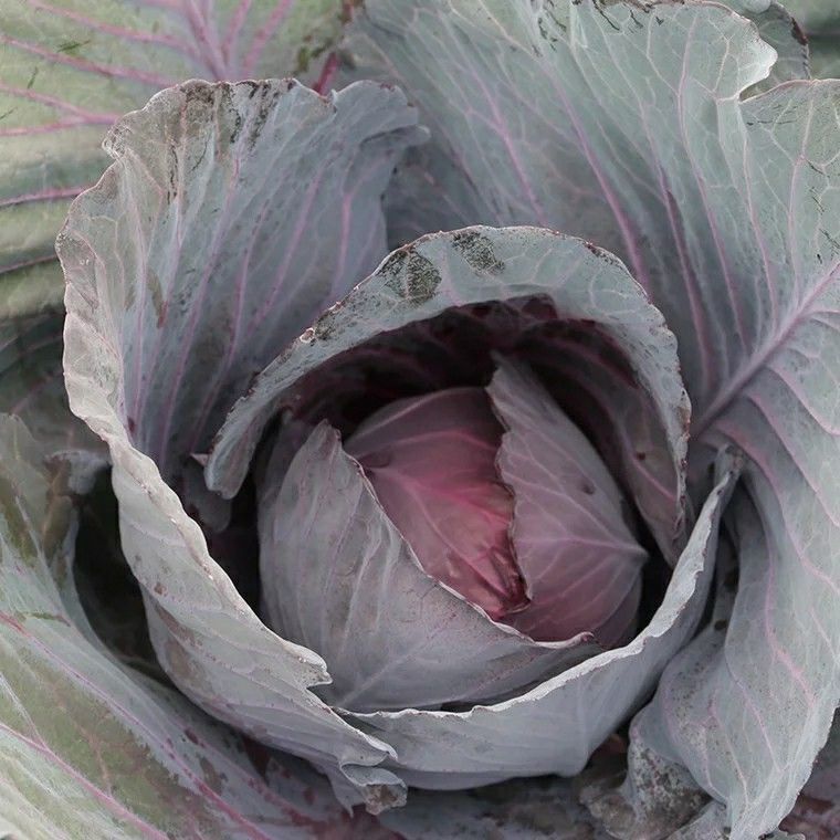 新鲜紫甘蓝菜现砍现发沙拉菜农家蔬菜紫椰菜紫包菜紫卷心菜5/10斤