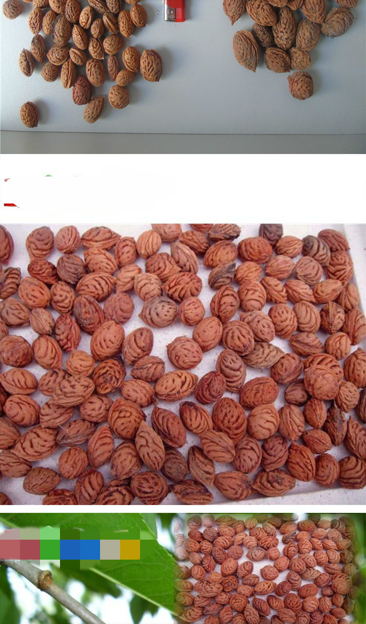 snqp_毛桃核 毛桃核山桃核种子野生桃核种子雕刻原材料毛桃胡深纹野生