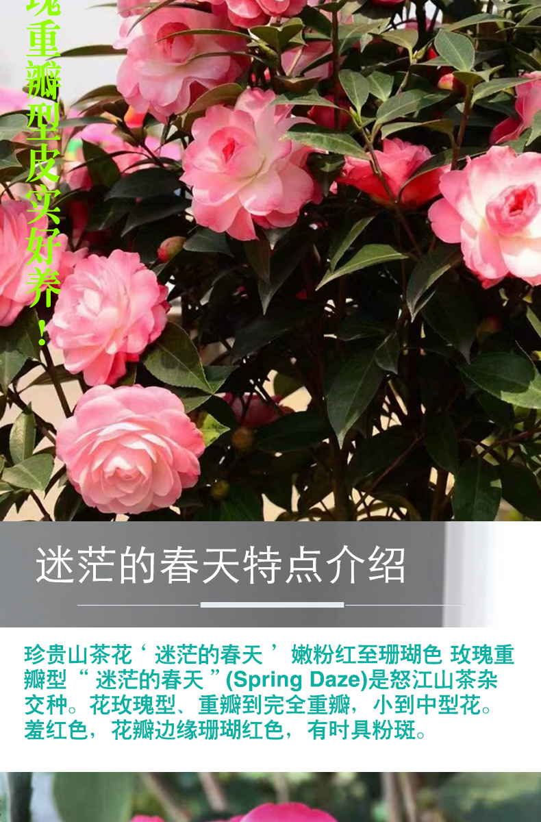 茶花树苗迷茫的春天嫩粉红色玫瑰重瓣型花卉盆栽阳台庭院好养植物