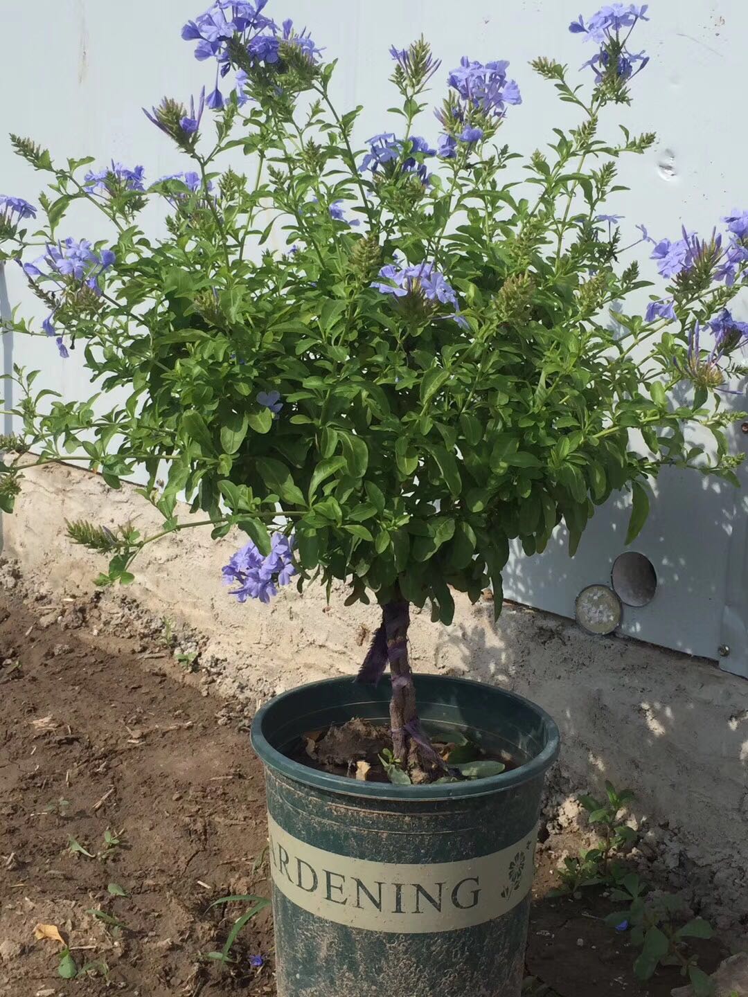 蓝雪花棒棒糖 老桩三年以上大苗爬藤拱门 种植蓝雪花七年 冠幅40公分