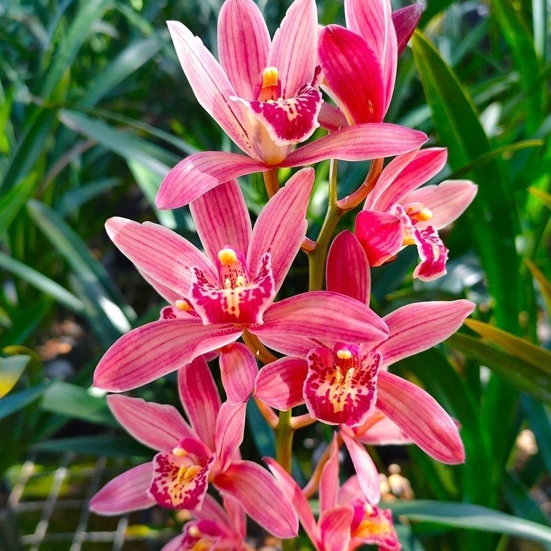 带多花苞 新店开张 兰花浓香型 四季兰苗满屋飘香 碧玺 1苗精品【图片