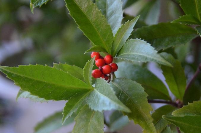 野生现挖草珊瑚苗接骨莲金粟兰肿节风九节茶满山香全株入药 大株3年