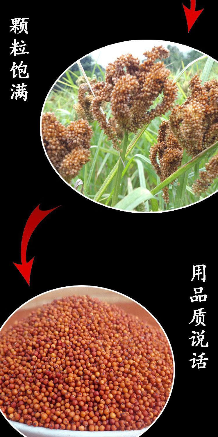 橙伯乐 广西容县特产农家粟米龙爪粟米粉拳头粟米粒枕头穇子 实惠5斤