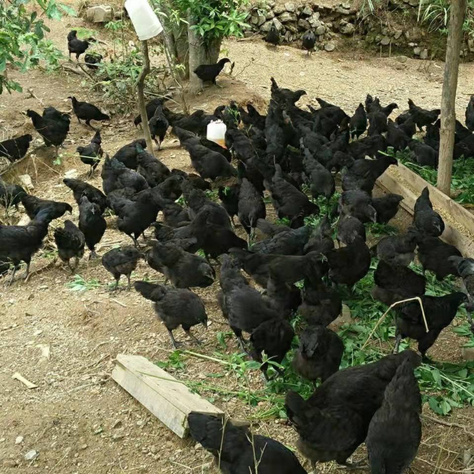 半斤五黑鸡散养鸡纯种半大五黑鸡绿壳蛋鸡脱温苗乌骨鸡黑乌鸡笨土鸡