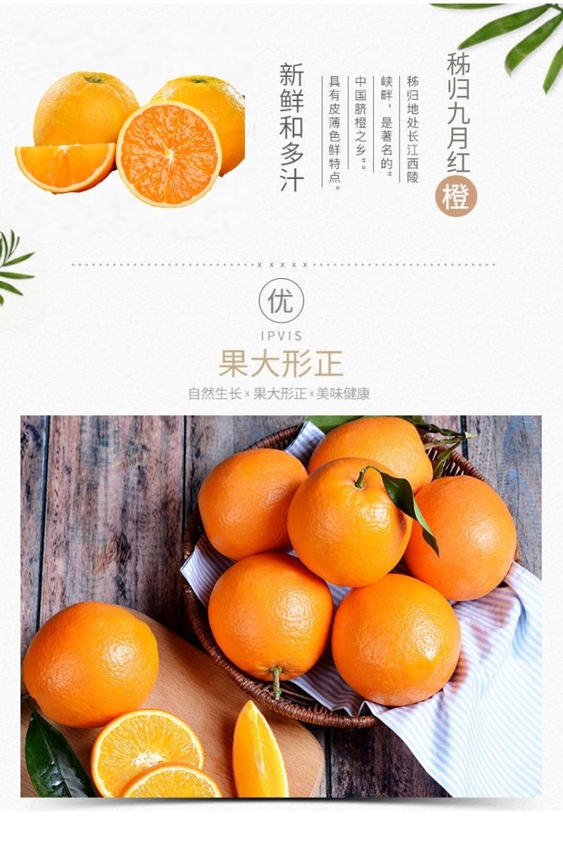 九月红果冻橙子脐橙秭归伦晚香甜无渣薄皮自然熟大果10斤10斤稀有超大