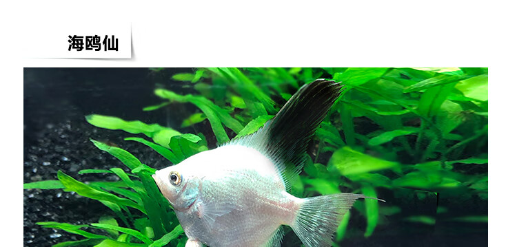 zxc神仙鱼活体小型七彩神仙鱼活体三色燕鱼白神仙鱼斑马燕鱼 乳白色 6