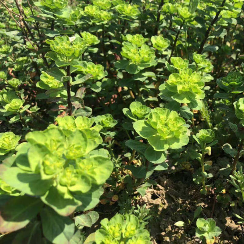 中药材茶新鲜干货大棵猫眼草19年新品泽漆猫儿眼五朵云带根新鲜3斤装