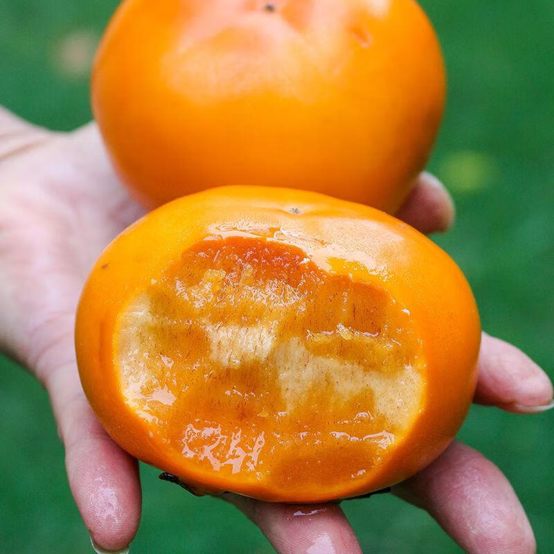 正宗云南巧克力脆柿子新鲜水果硬甜脆柿子10斤大果整箱装应当季孕妇时