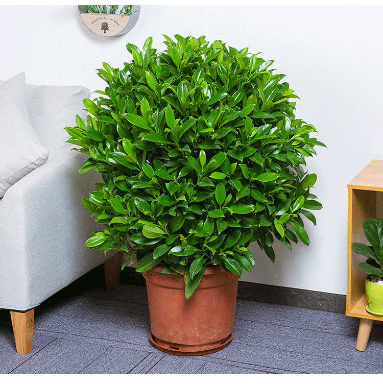 广州非洲茉莉花盆栽室内外客厅大型花卉灰莉苗四季常青驱蚊绿植物ax80