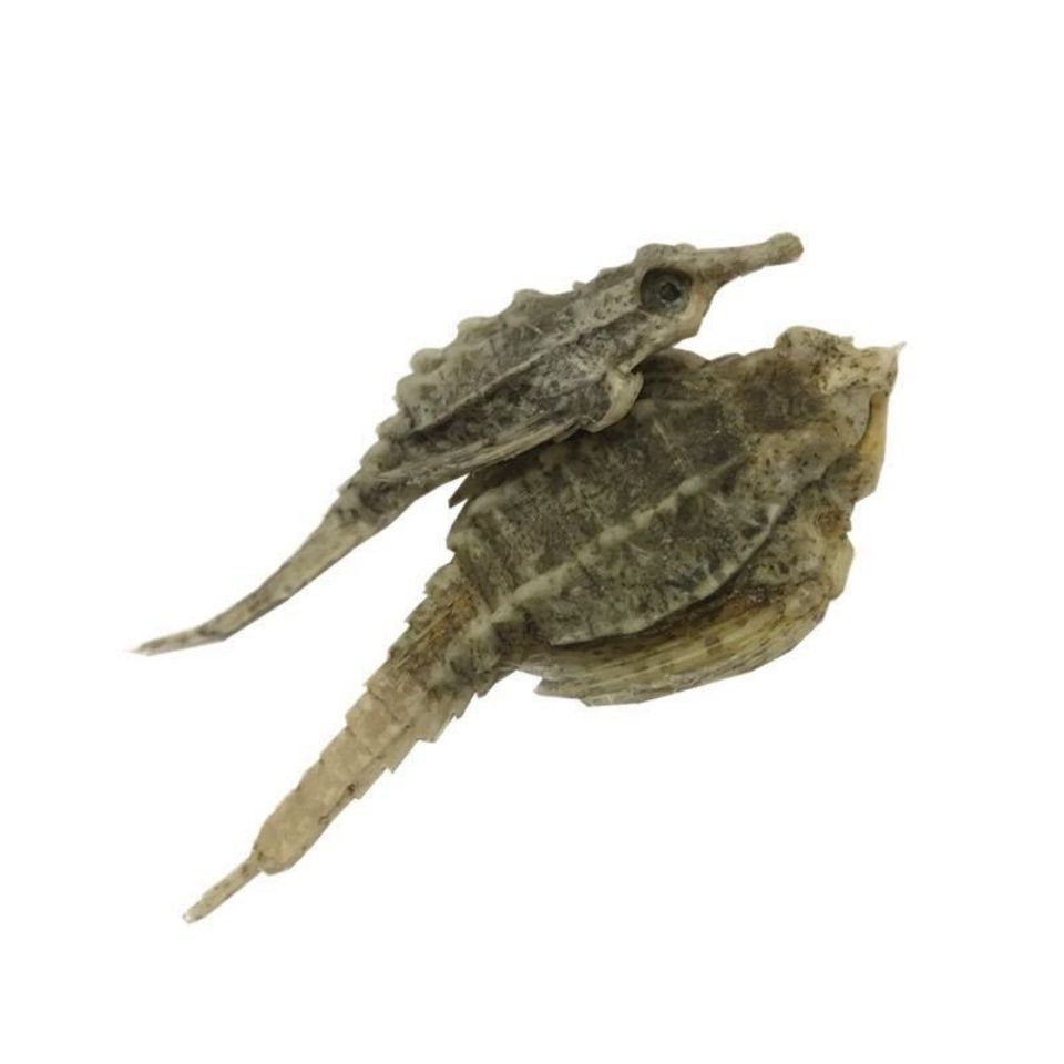 有仁堂泡酒料中药材干货海麻雀海燕滋补煲汤2只