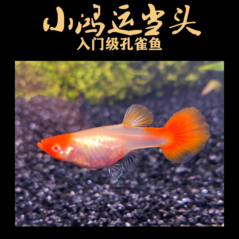 荣郁 鸿运当头孔雀鱼活体红头凤尾鱼旺风旺水热带鱼小型鱼水族鱼观赏