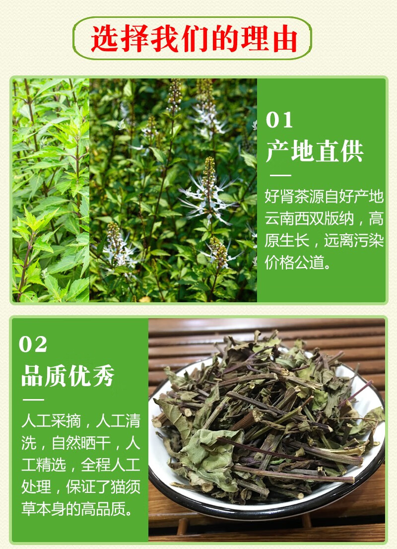 貓須草特級野生男女腎茶500克貓須草茶可搭降l尿酸茶高尿酸茶化石草貓