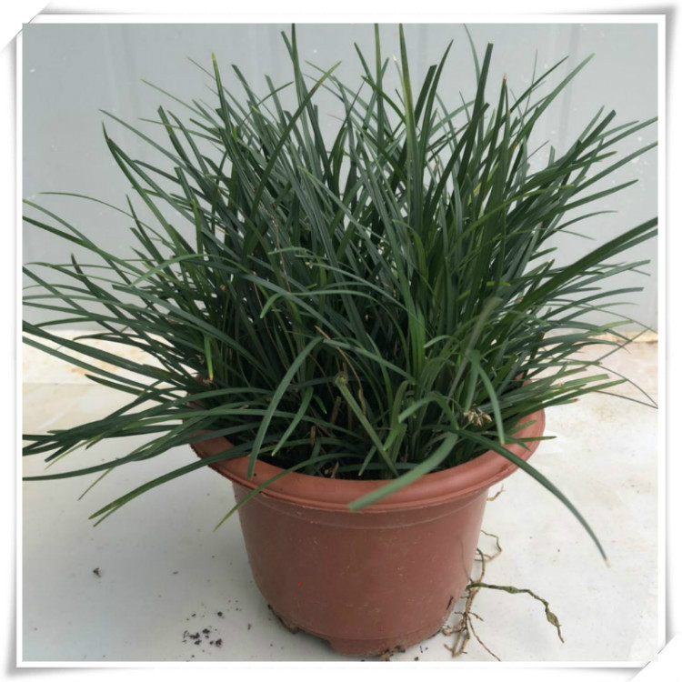 柯必达潮汕红花 石榴花 仙草 抹草 春草阳台盆栽喜庆植物 抹草 仙草