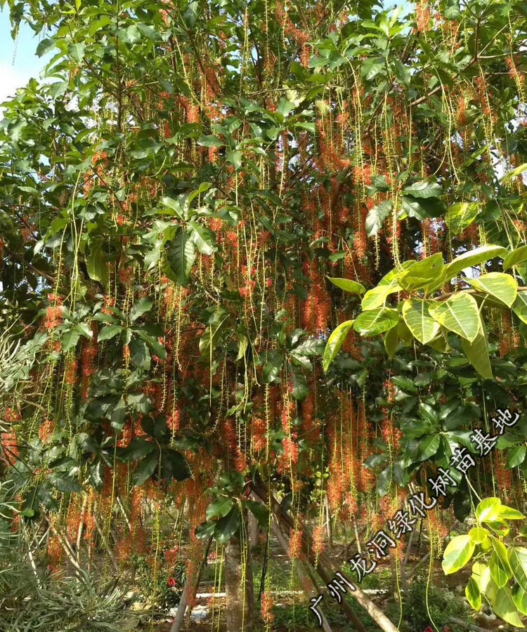 花姬 东南亚红花玉蕊树苗绿化行道风景树公园湖边常绿玉蕊苗 红花玉蕊