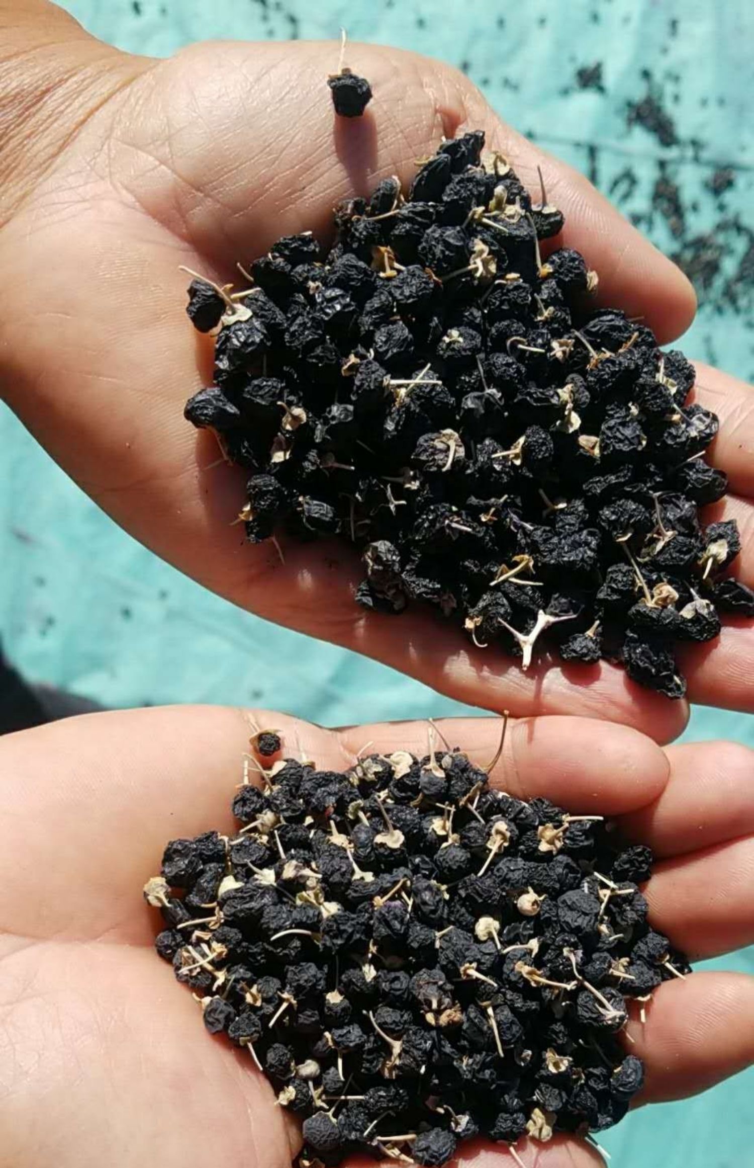 新疆黑枸杞中大果250gx2袋新货精选沙漠里的免洗枸杞礼