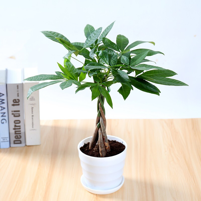 发财树 盆栽 盆景植物 室内客厅创意花草 大型绿植 万象更新小发财树