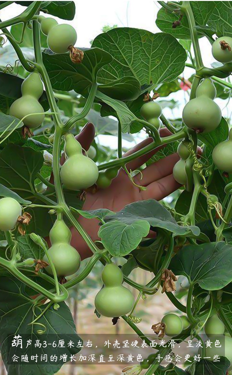 农之子手捻葫芦苗文玩小葫芦种子特小手捻葫芦苗10棵