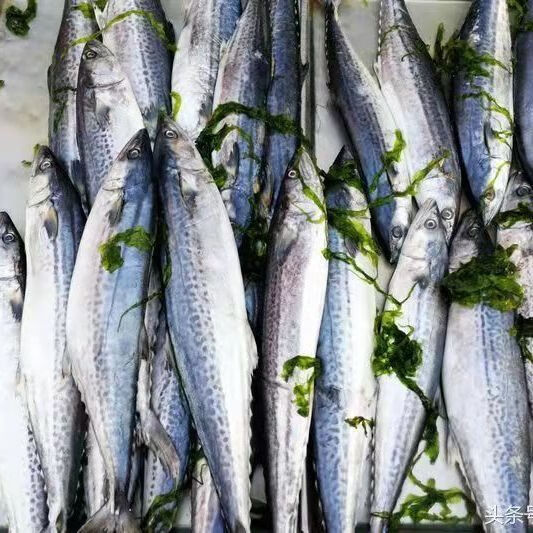 顺丰大连鲅鱼马鲛鱼鲜活海鲜速冻渤海特产鲅鱼批发燕尾 净重5斤中号(6